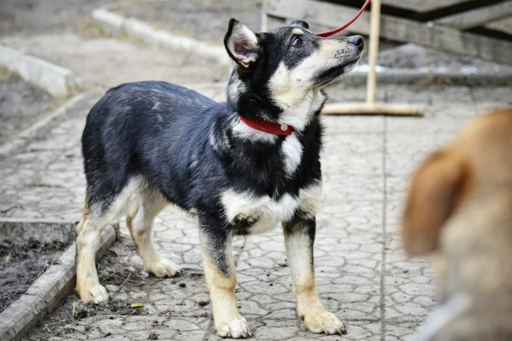 Valplekar Puppy Play Development: How Structured Play Shapes a Happy Puppy